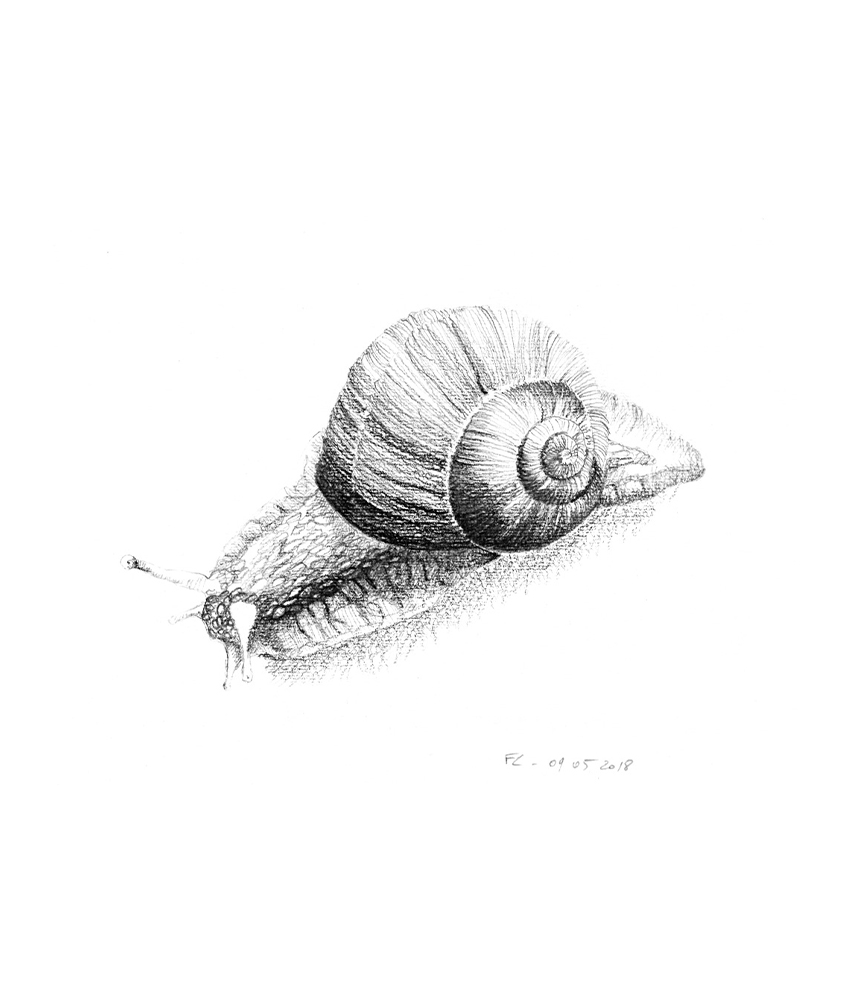 Gastéropode 15x16 cm